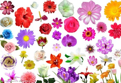 自然與工業的交融 花朵植物素材在機械設備設計中的美學與創新